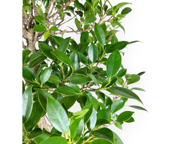 Bonsai di ficus da 61 cm | Vaso ovale blu 2