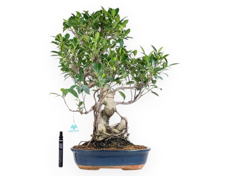 Bonsai di ficus da 61 cm | Vaso ovale blu
