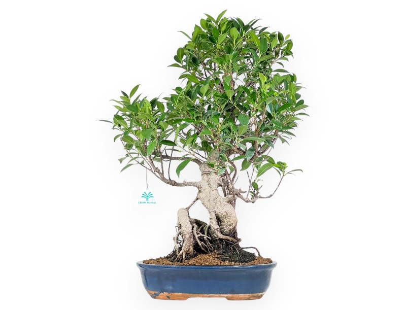 Bonsai di ficus da 61 cm | Vaso ovale blu
