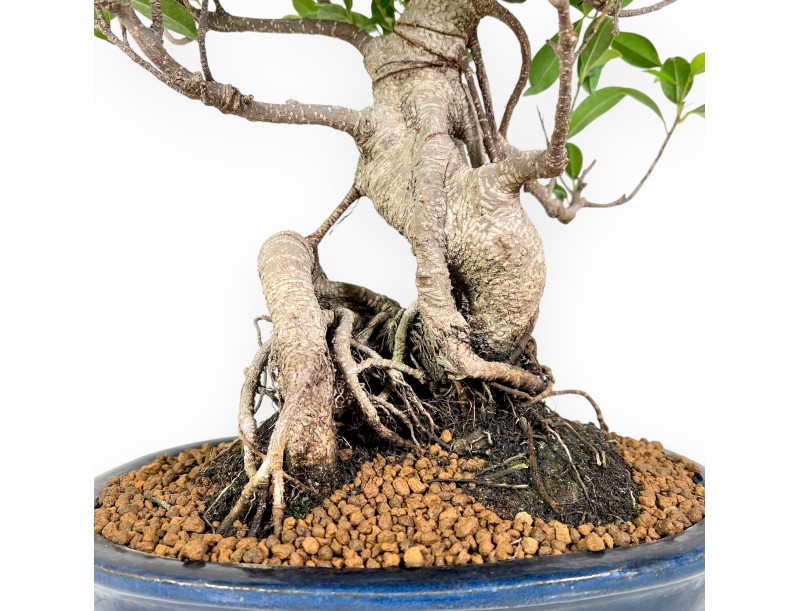 Bonsai di ficus da 61 cm | Vaso ovale blu