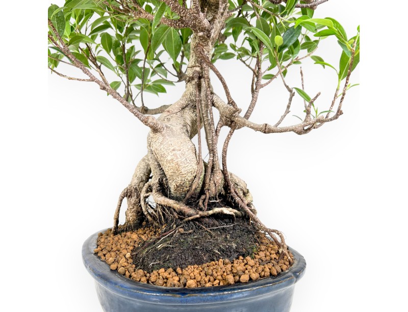 Bonsai di ficus da 61 cm | Vaso ovale blu