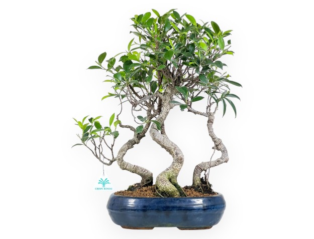 Bonsai di ficus da 47 cm | Vaso ovale blu