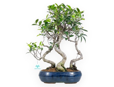 Bonsai di ficus da 47 cm | Vaso ovale blu