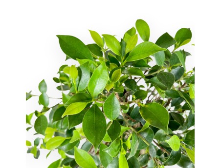 Bonsai di ficus da 47 cm | Vaso ovale blu