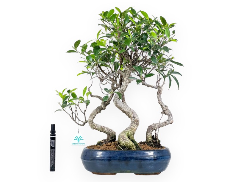 Bonsai di ficus da 47 cm | Vaso ovale blu