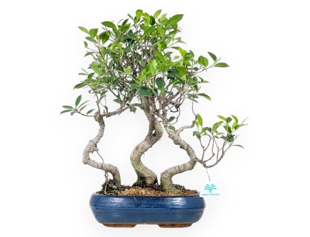 Bonsai di ficus da 47 cm | Vaso ovale blu