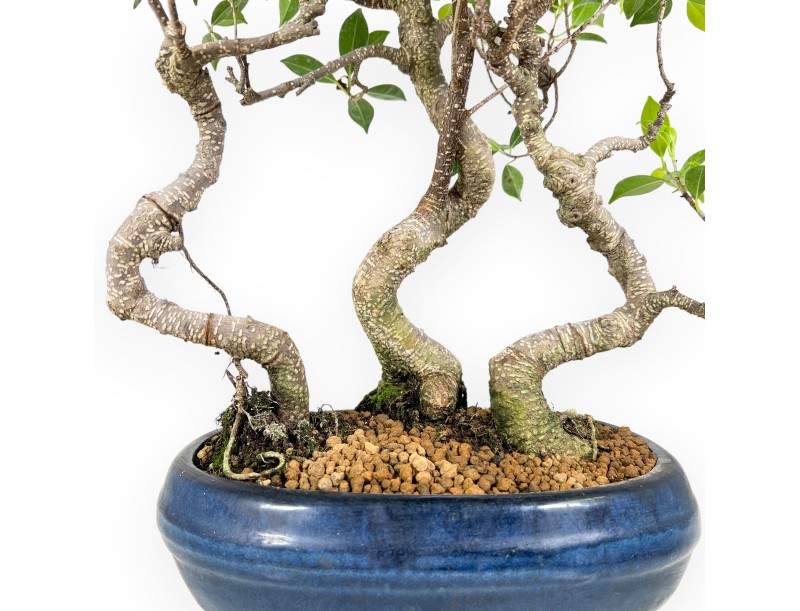 Bonsai di ficus da 47 cm | Vaso ovale blu
