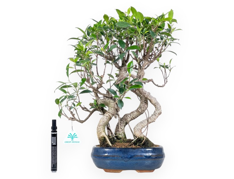 Bonsai di ficus da 44 cm | Vaso ovale blu