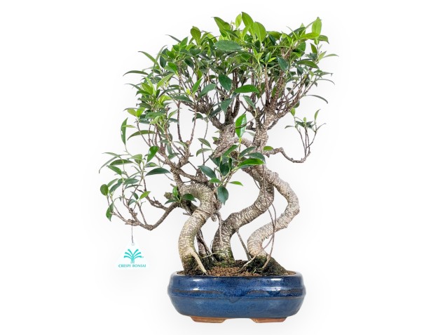 Bonsai di ficus da 44 cm | Vaso ovale blu
