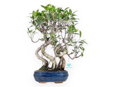 Bonsai di ficus da 44 cm | Vaso ovale blu