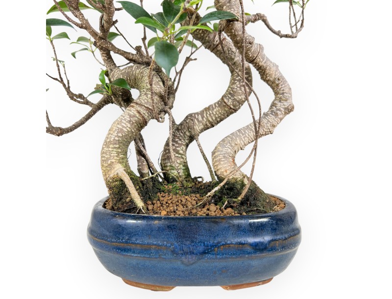Bonsai di ficus da 44 cm | Vaso ovale blu