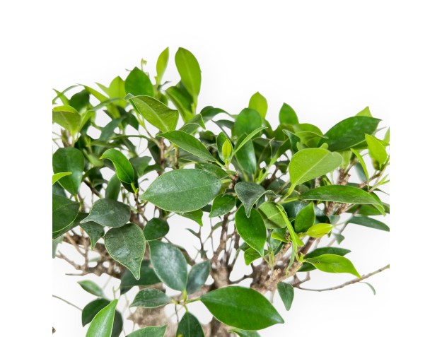 Bonsai di ficus da 44 cm | Vaso ovale blu 2