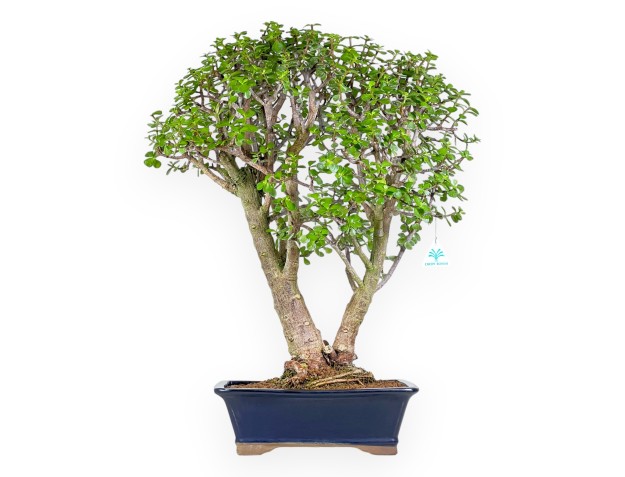 Bonsai di Crassula da 70 cm | Vaso rettangolare blu