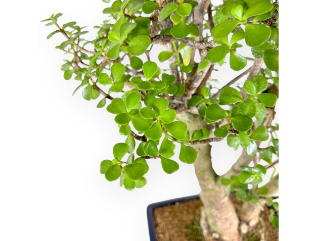 Bonsai di Crassula da 70 cm | Vaso rettangolare blu 2