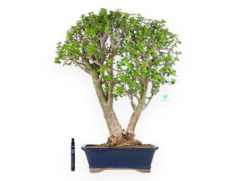 Bonsai di Crassula da 70 cm | Vaso rettangolare blu