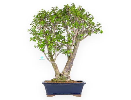 Bonsai di Crassula da 70 cm | Vaso rettangolare blu