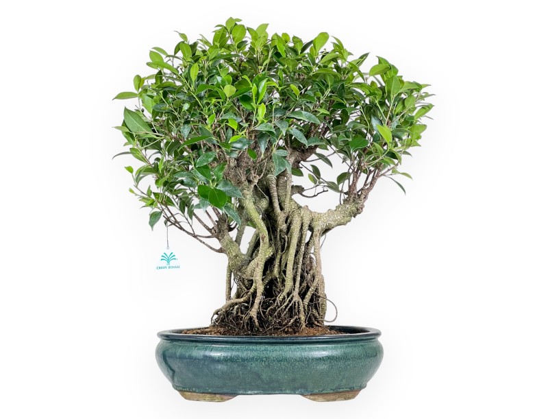 Ficus bonsai, 60 cm | Green oval pot