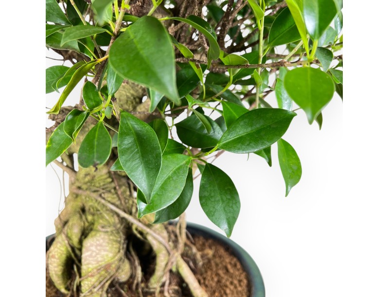 Ficus bonsai, 60 cm | Green oval pot