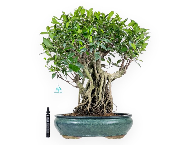 Ficus bonsai, 60 cm | Green oval pot