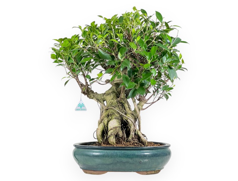 Ficus bonsai, 60 cm | Green oval pot