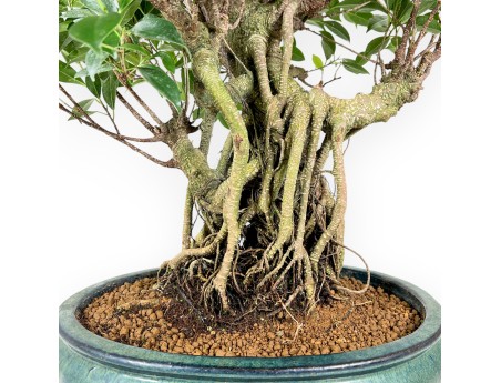 Ficus bonsai, 60 cm | Green oval pot