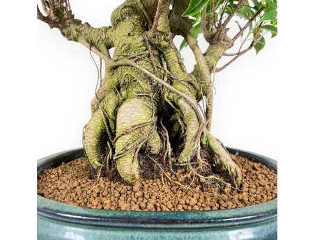 Ficus bonsai, 60 cm | Green oval pot