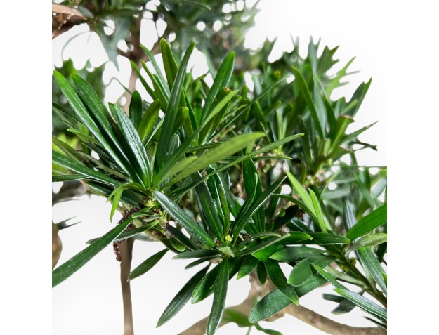 Bonsai di podocarpo da 41 cm | Vaso ovale beige 2