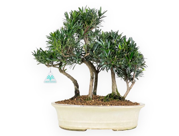 Podocarpus bonsái de 41 cm | Maceta oval beige