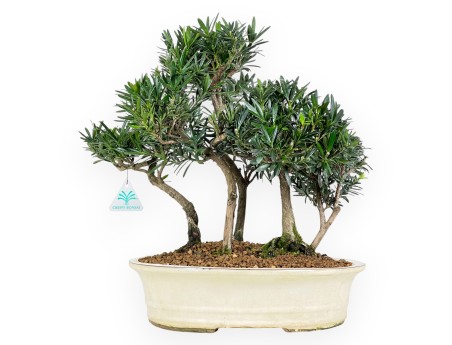 Bonsai di podocarpo da 41 cm | Vaso ovale beige