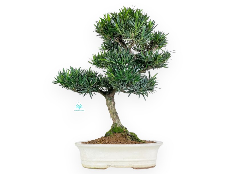 Podocarpus Bonsai von 60 cm | Beige ovaler Topf