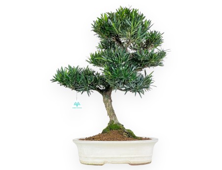Podocarpus  bonsaï de 60 cm | Pot ovale beige