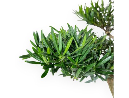 Bonsai di podocarpo da 60 cm | Vaso ovale beige