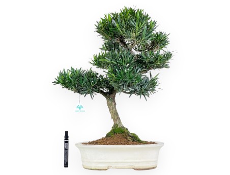 Bonsai di podocarpo da 60 cm | Vaso ovale beige