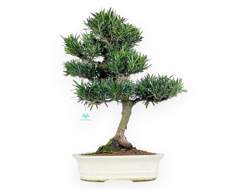 Podocarpus bonsai 60 cm | Beige oval pot
