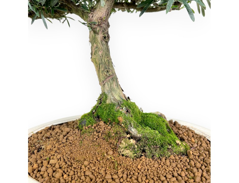 Podocarpus bonsai 60 cm | Beige oval pot