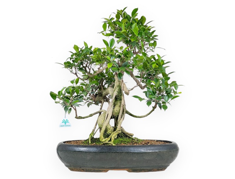 Bonsai di ficus da 58 cm | Vaso ovale verde scuro