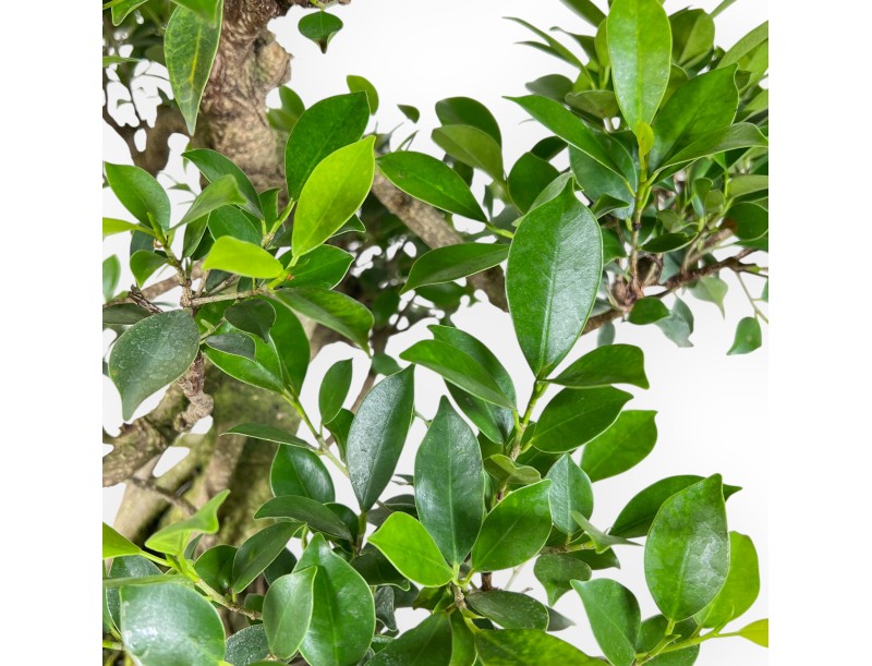 Bonsai di ficus da 58 cm | Vaso ovale verde scuro