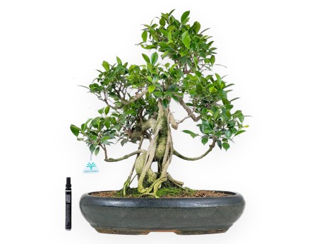 Bonsai di ficus da 58 cm | Vaso ovale verde scuro
