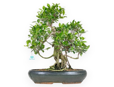 Bonsai di ficus da 58 cm | Vaso ovale verde scuro
