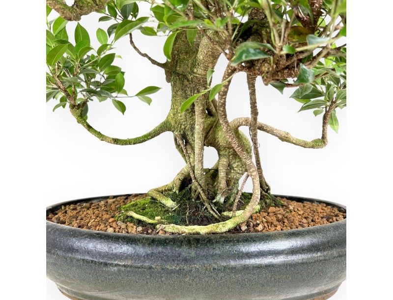 Bonsai di ficus da 58 cm | Vaso ovale verde scuro