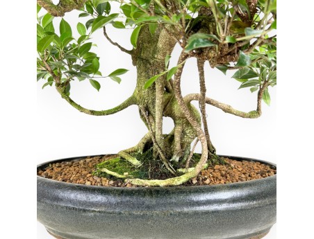 Bonsai di ficus da 58 cm | Vaso ovale verde scuro