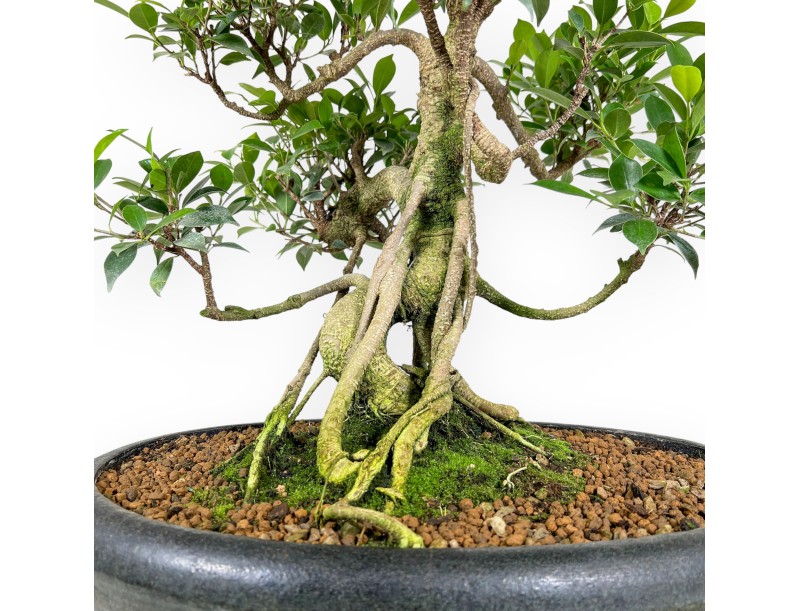 Bonsai di ficus da 58 cm | Vaso ovale verde scuro
