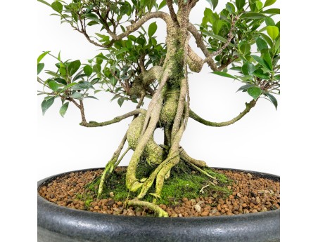 Bonsai di ficus da 58 cm | Vaso ovale verde scuro