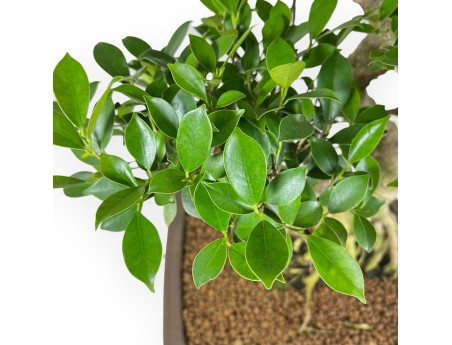 Bonsai di ficus da 67 cm | Vaso rettangolare grès