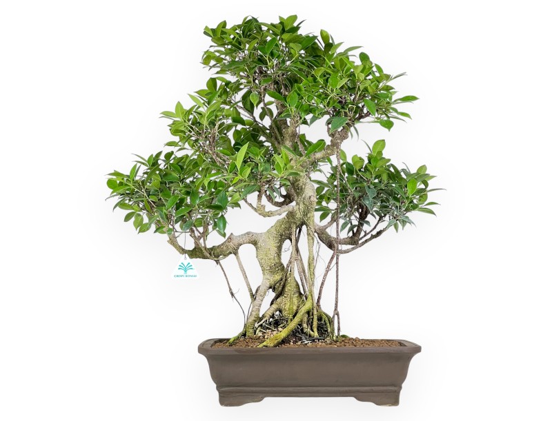 Bonsai di ficus da 67 cm | Vaso rettangolare grès