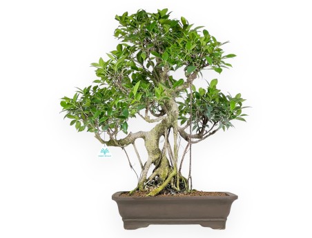 Bonsai di ficus da 67 cm | Vaso rettangolare grès