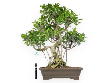 Bonsai di ficus da 67 cm | Vaso rettangolare grès