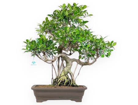 Bonsai di ficus da 67 cm | Vaso rettangolare grès