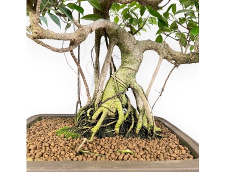 Bonsai di ficus da 67 cm | Vaso rettangolare grès