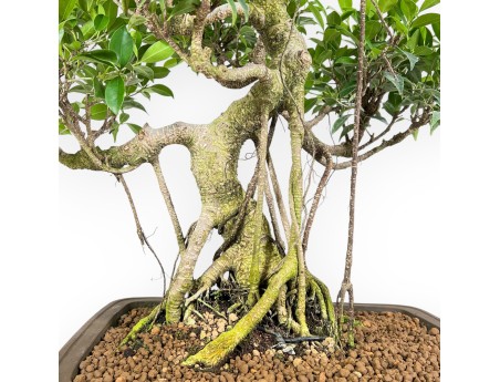 Bonsai di ficus da 67 cm | Vaso rettangolare grès